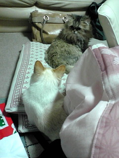 20101123170737.jpg