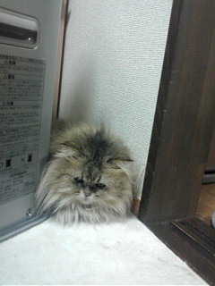 20110603204218.jpg